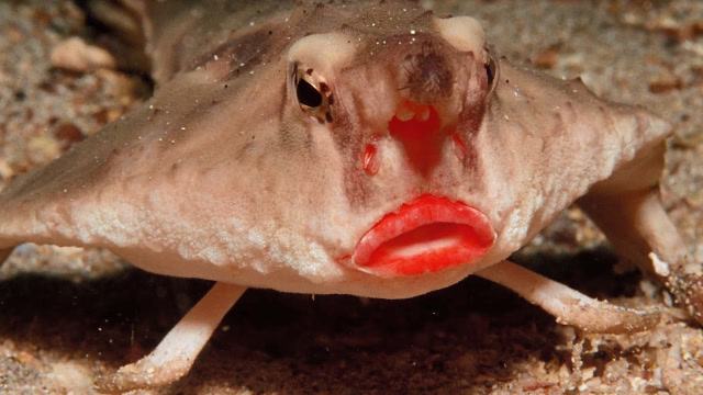 海洋中有一种性感的鱼,长着红色"大嘴唇",看完笑得肚子疼