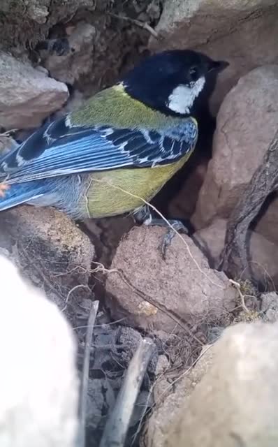 黑子鸟喂食雏鸟!藏在石头缝里的鸟窝!支窝都这样隐蔽当真厉害!