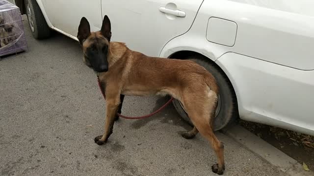 山东狗市拍到的马犬,它来到陌生的环境比较紧张,紧紧地夹住尾巴