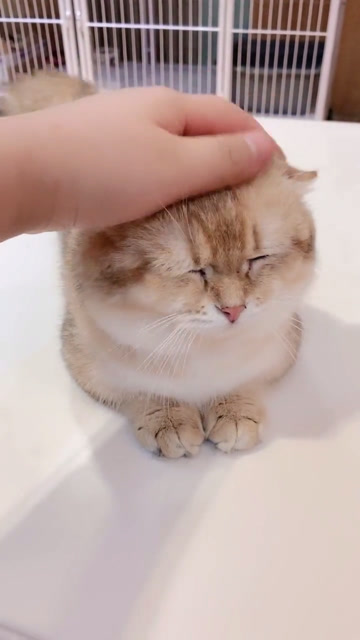 就喜欢摸摸头的小金子!