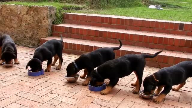 狗狗被放出来马上去抢食,这是饿了多少天啊