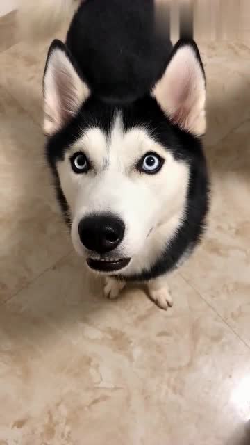 敷上面膜之后,二哈就成了这个狗样,果然不是一般的"二"