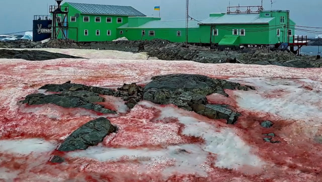 科学家担心的事情发生了:南极出现"血雪",极地气温或将失控!
