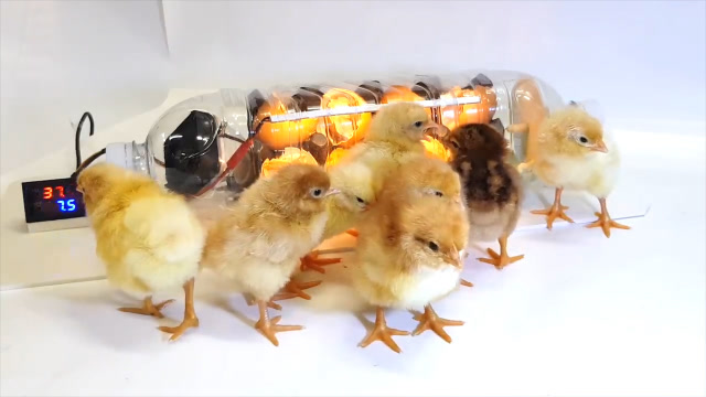 男子用塑料瓶自制孵化器一次孵出8只小鸡镜头记录全过程