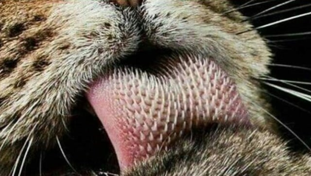 老虎的舌头上都是倒刺,舔一口会怎么样?网友:不敢想!