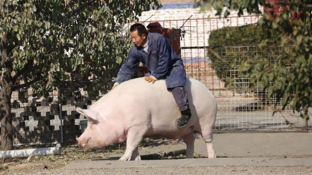中国这位"骑猪"大爷,每天骑猪出门,曾有人花10万买他的猪!