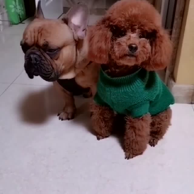 趁着休息时间,主人让大狗算算术,谁知二狗这小眼神绝了