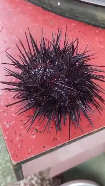 活海胆! 背上的刺居然会动!