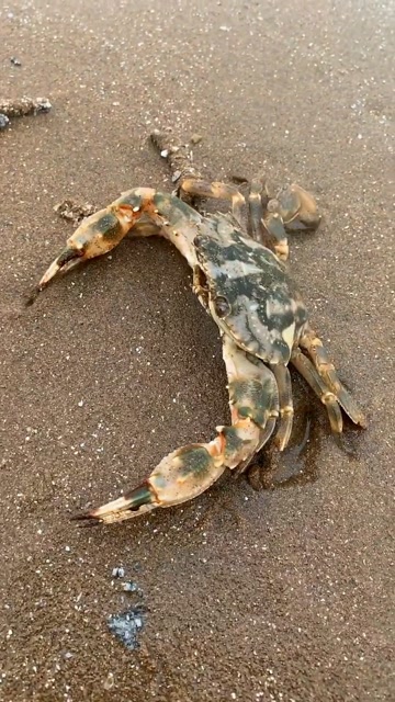 刚来到海边就发现一只石头蟹正在卧沙呢,直接带走