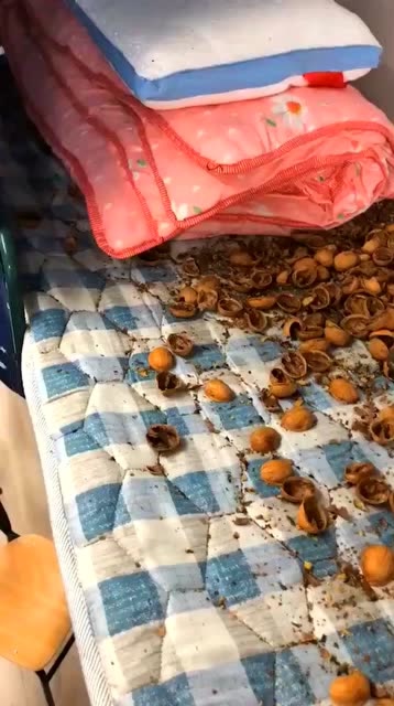 开学回到宿舍,看到床铺我惊呆了,老鼠是在我床上搭了个窝吗?