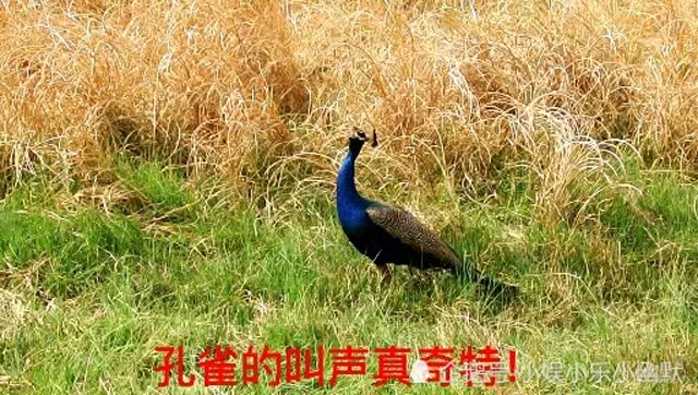 孔雀的叫声竟然如此奇特!