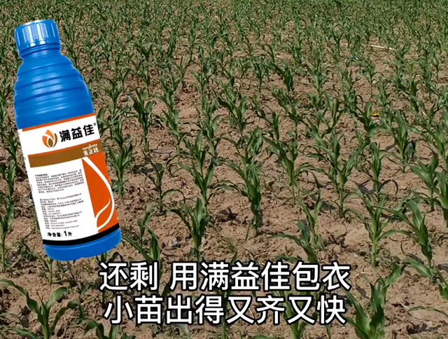 先正达种衣剂——用满益佳包衣,小苗出得又齐又快