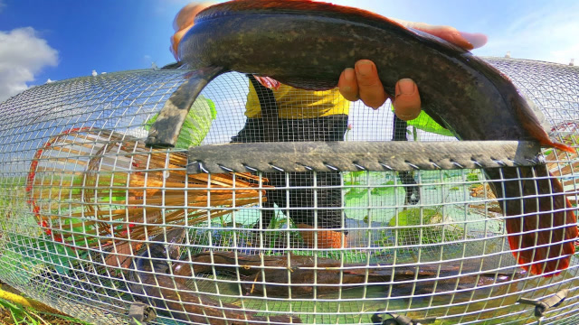 小伙用铁网自制陷阱,布置全自动捕鱼装置,这效果太给力了