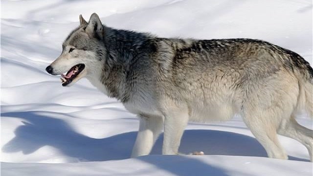 北美灰狼 高清晰图片