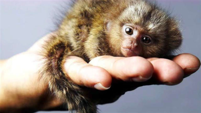 世界最"迷你"的猴子,体型跟老鼠一样大,经常被鸟抓走!