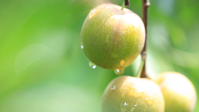 来自云南丽江的爽脆诱惑,金沙李好吃到停不下来