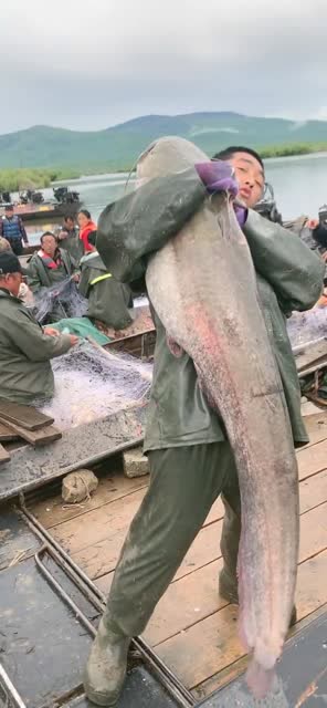 乌苏里江捕鱼现场,小哥捕上来的这条鱼,比他长得都大怎么抱动的!