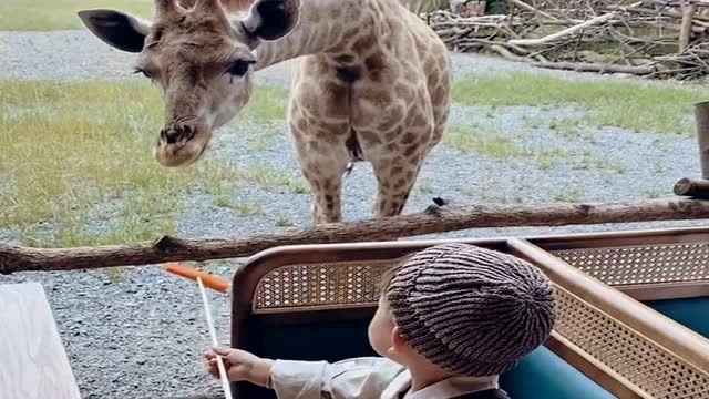 宝宝喂长颈鹿吃胡萝卜,接下来的一幕,你们忍住别笑!