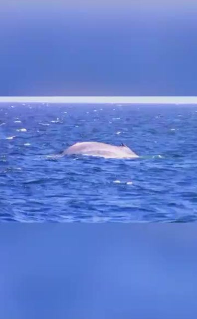 鲸落指鲸鱼死亡后,落入深海,与热液冷泉一同被称为深海的绿洲