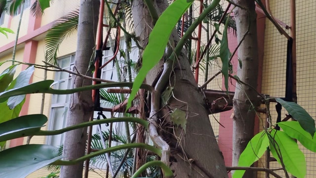 很奇怪的一根藤草,根那么细,上面那么粗