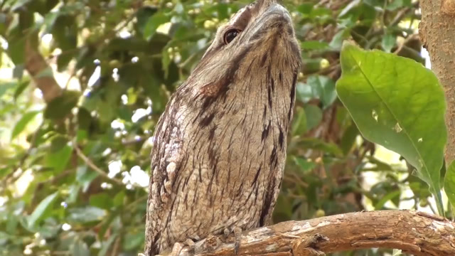 世界上最擅长装木头的鸟,这一装就是一辈子,不要太孤单