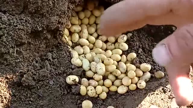 在三年困难时期在地里偷偷的找老鼠洞挖粮食吃要不然都饿死了