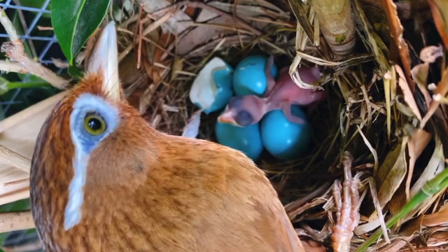 发现画眉雏鸟出生太兴奋了你看鸟妈妈要做哪些工作