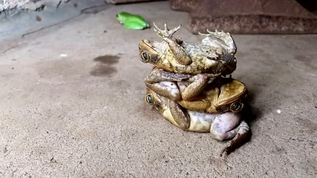 教你怎么让3个癞蛤蟆乖乖完成叠罗汉 @柚子木字幕组