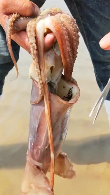 给大家解刨一个鱿鱼