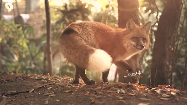 武大网红小狐狸珞珞武汉大学珞珈山上 又有人遇见了小狐狸"珞珞"啦