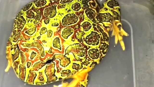 第一次见这么五彩斑斓的蛙,也不知是蛙还是蛤蟆,竟一口吞下金鱼