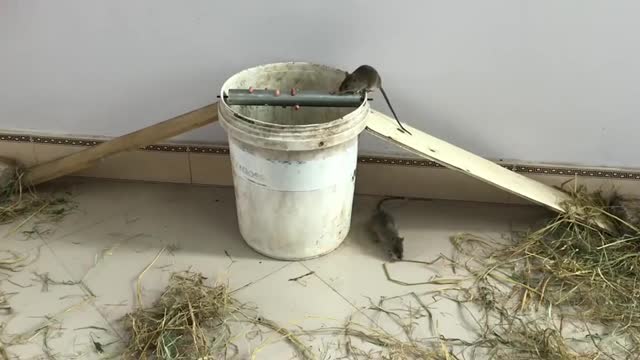 小伙用水桶来捉老鼠!我学到了新技能