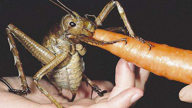 世界上最大的蝗虫体长20厘米,一顿能吃掉一根胡萝卜