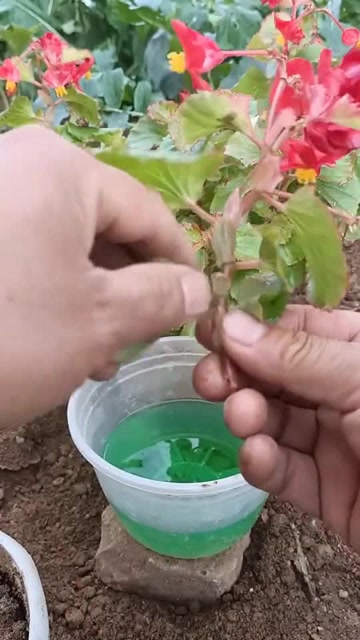 玻璃海棠扦插技巧成活率很高