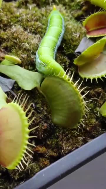 当豆虫爬进食人花,下一幕把我看愣了,这咬合力真强啊!