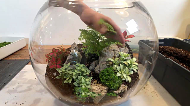 老婆喜欢种花花草草,给她制作玻璃缸盆景,成品出来,比买的好看