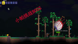 泰拉瑞亚09：小帕厉害了，一晚上就解决了三个BOSS