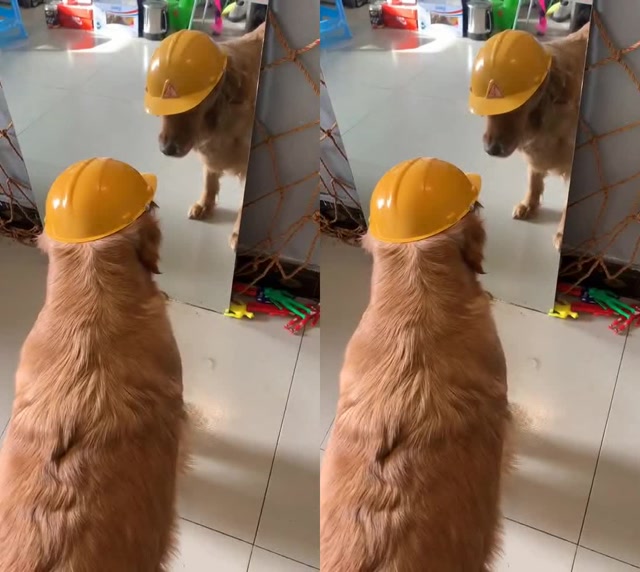 狗子戴上安全帽后一动不敢动