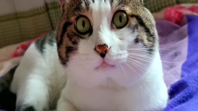 主人一夸猫咪可爱,它一脸不可思议!一脸正经超萌!