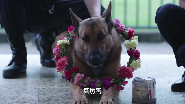 警犬来啦警犬华哨大病初愈却被告知永远失去嗅觉面临被淘汰