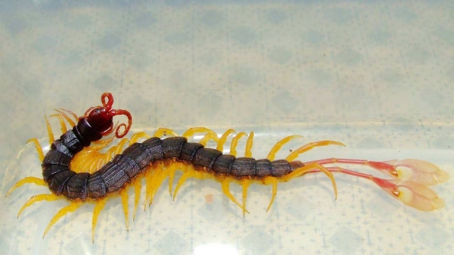 这种蜈蚣尾巴虽然长着羽毛,但是并不会飞起来,普通人难得一见!