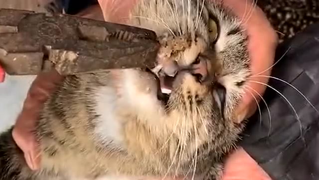 猫咪昨天偷吃鱼被鱼刺卡住今天只能拿钳子给它拔出来忍着点吧猫咪