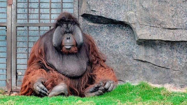 世界上最聪明的大猩猩!上过学会手语,智商甚至超过某些人!