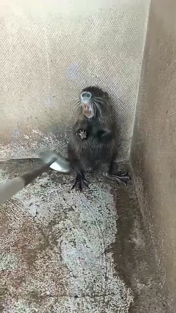 这耗子的叫声太可怕了