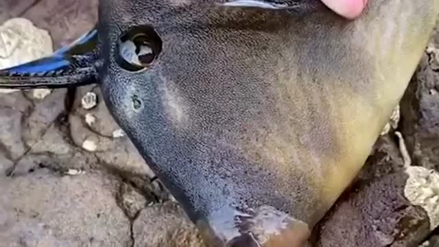 这性感的大嘴唇子,有谁知道这是什么鱼,长了一嘴锋利的牙齿!