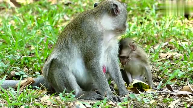 好好一只猴子被恶狗咬成这样也真是倒霉了,猴妈都愁死了