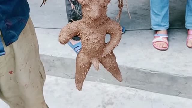 这是修炼了多少年的树?树根已经成了人形了,一万都不卖