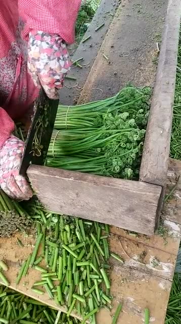 蕨苔收购图片