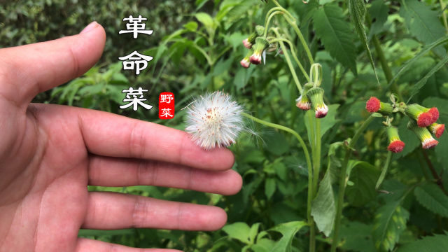 地里野茼蒿被称作"革命菜",它的用途你了解吗?一起认识一下