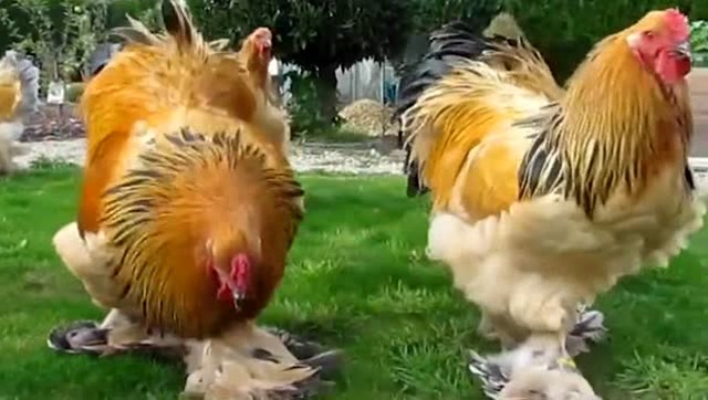 由鸽子和鸡杂交出来的品种外形是鸡的样子但却保留了鸽子的特征